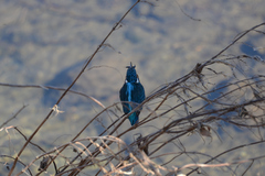 Alcedo atthis
