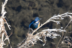 Alcedo atthis