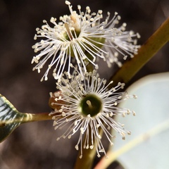 Eucalyptus dumosa