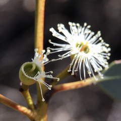 Eucalyptus dumosa