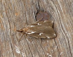 Perimeceta niphotypa