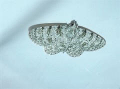 Dyscheralcis crimnodes