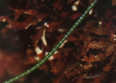 Chaetomorpha spiralis