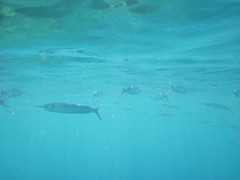 Hemiramphus brasiliensis