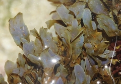 Dictyopteris undulata