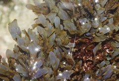 Dictyopteris undulata