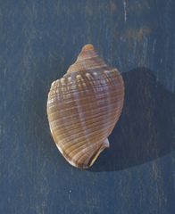Phalium bandatum