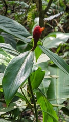 Costus scaber