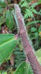 Costus asplundii