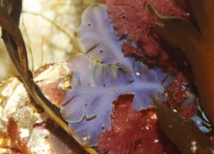 Dictyopteris undulata