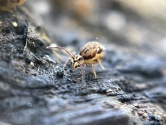 Dicyrtomidae