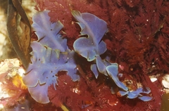 Dictyopteris undulata