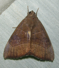 Achaea trapezoides