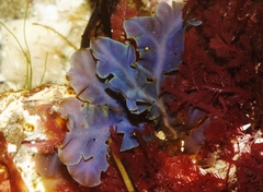 Dictyopteris undulata