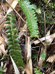 Polystichum stenophyllum