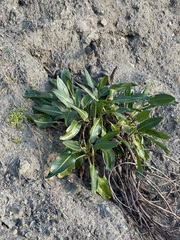 Rumex crassus