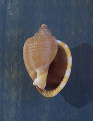 Phalium bandatum