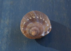 Phalium bandatum