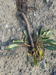 Rumex crassus