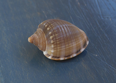 Phalium bandatum