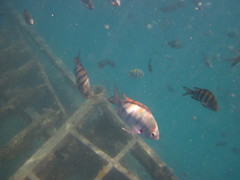 Abudefduf saxatilis
