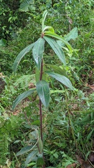 Costus asplundii
