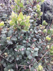 Arctostaphylos morroensis