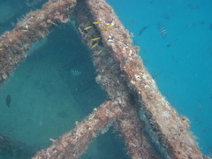 Thalassoma bifasciatum