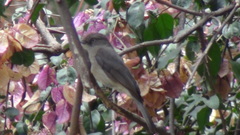 Melaenornis chocolatinus