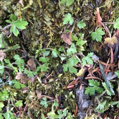 Ranunculus taisanensis