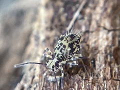 Dicyrtomidae