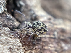 Dicyrtomidae