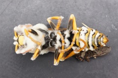 Beauveria bassiana