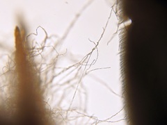 Beauveria bassiana