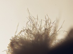 Beauveria bassiana