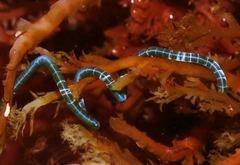 Chaetomorpha spiralis