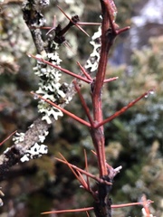 Berberis morrisonensis