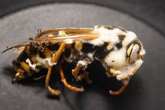 Beauveria bassiana