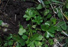 Diposis saniculifolia
