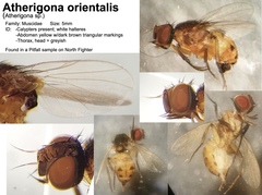 Atherigona orientalis