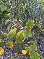 Miconia strigillosa