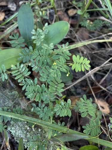 Aeschynomene gracilis