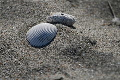 Clinocardium nuttallii