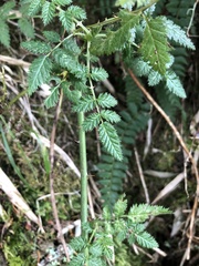 Rubus pungens oldhamii