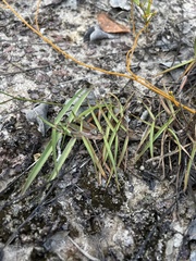 Eremochloa ophiuroides