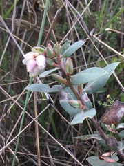 Arctostaphylos morroensis