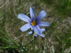 Sisyrinchium idahoense