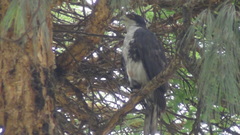 Accipiter melanoleucus