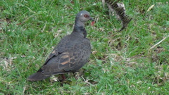 Streptopelia lugens