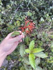 Palicourea crocea